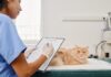 Cara Memilih Obat Diare Kucing yang Aman dan Efektif